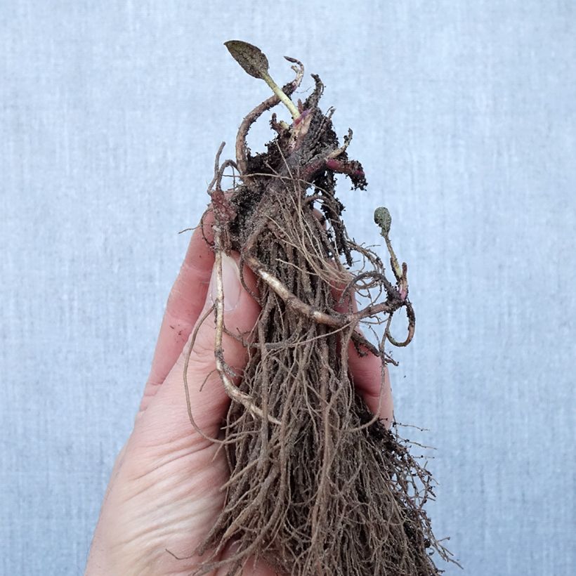 Rudbeckia fulgida Goldsturm Bare root sample as delivered in winter