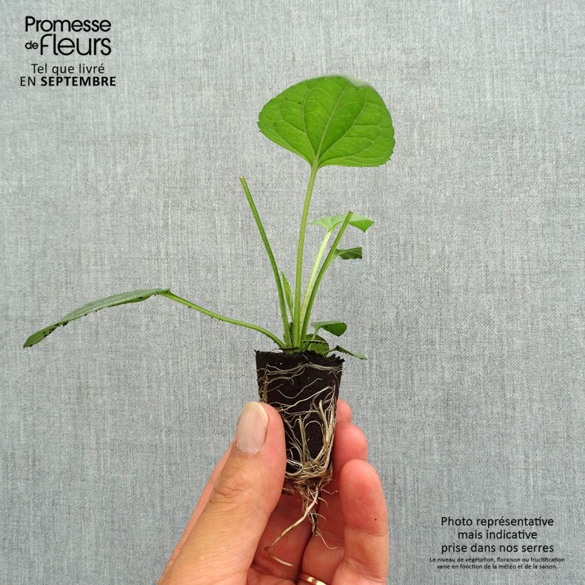 Rudbeckia fulgida var. sullivantii Little Goldstar Plug plant 3/4cm sample as delivered in autumn