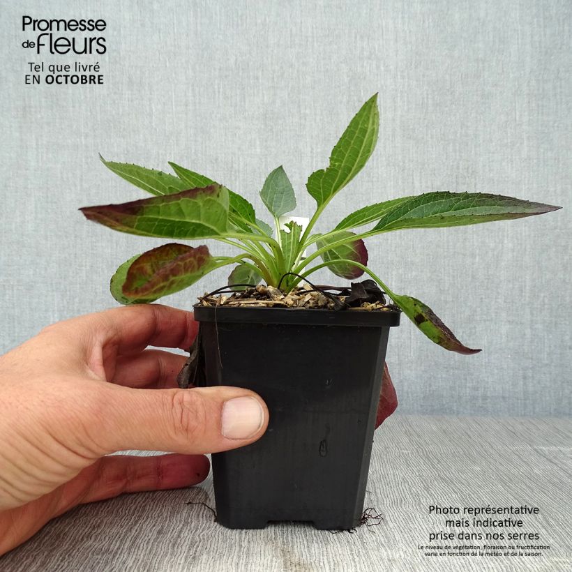 Rudbeckia fulgida var. sullivantii Little Goldstar 8/9 cm pot sample as delivered in autumn