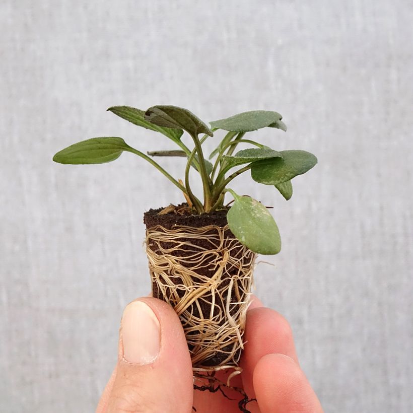 Rudbeckia fulgida var. sullivantii Little Goldstar Plug plant 3/4cm sample as delivered in spring