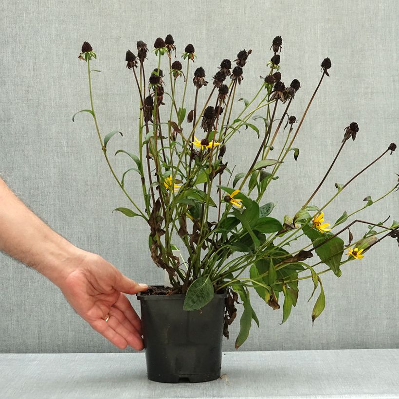 Rudbeckia fulgida var. sullivantii Little Goldstar 2L/3L pot sample as delivered in autumn