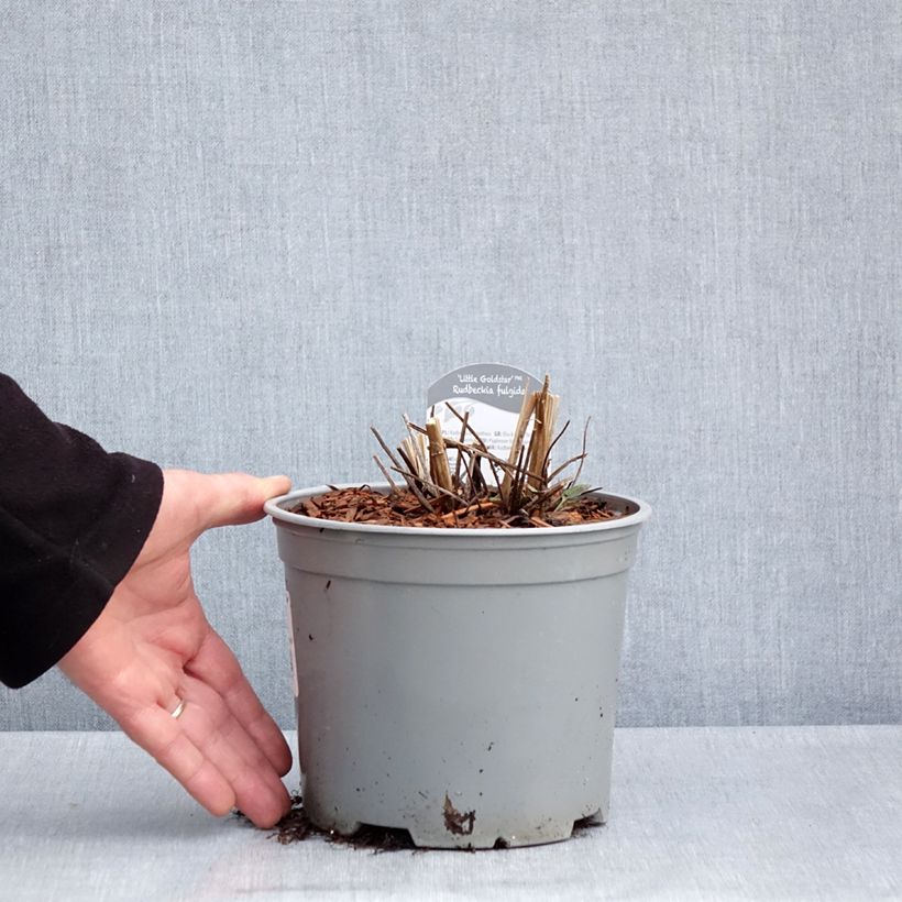 Rudbeckia fulgida var. sullivantii Little Goldstar 3L/4L pot sample as delivered in spring