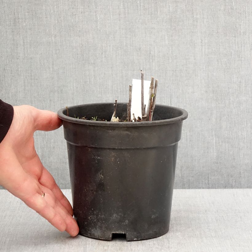 Rudbeckia laciniata 'Goldquelle' 2L/3L pot sample as delivered in spring