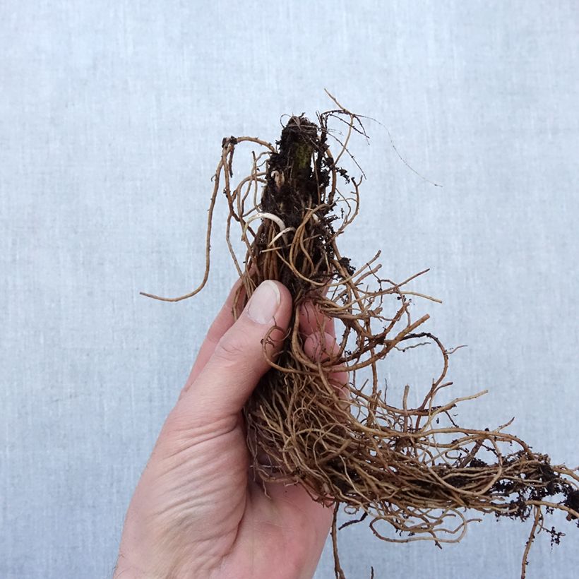 Rudbeckia laciniata 'Goldquelle' Bare root sample as delivered in winter