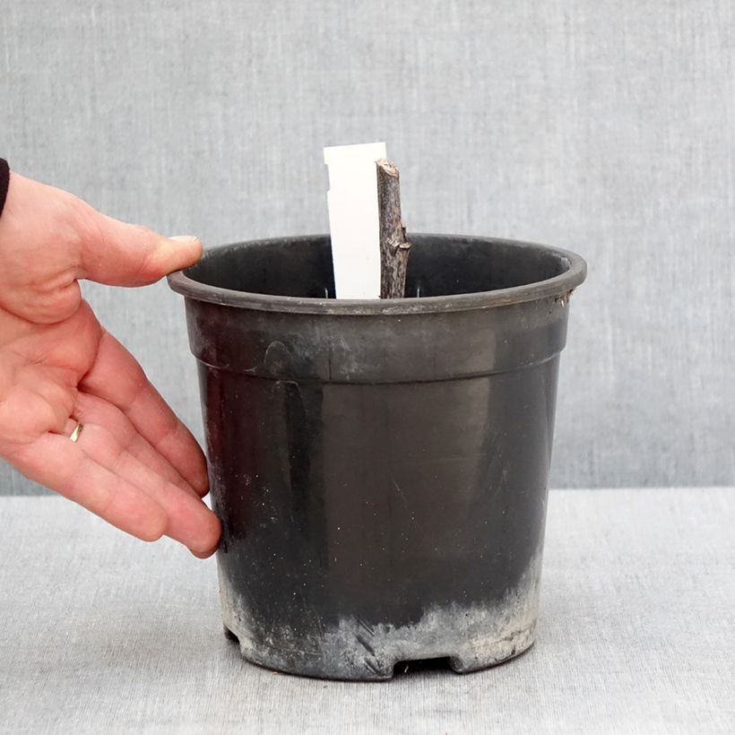 Rudbeckia nitida Herbstsonne 2L/3L pot sample as delivered in spring