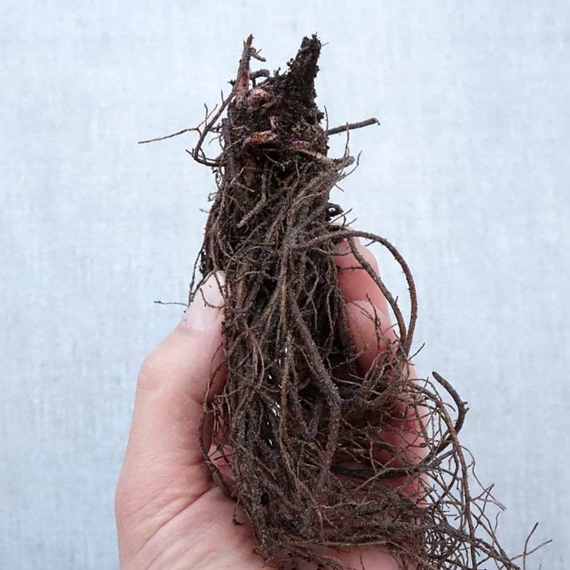 Rudbeckia nitida Herbstsonne Bare root sample as delivered in winter
