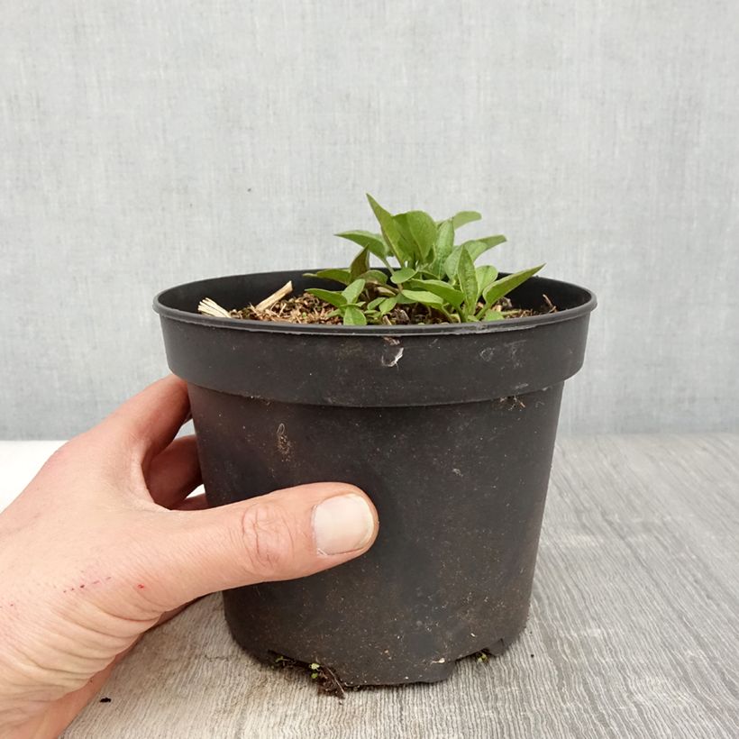 Rudbeckia occidentalis Green Wizard 2L/3L pot sample as delivered in spring