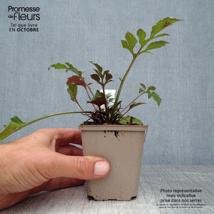 Rudbeckia triloba Prairie Glow 8/9 cm pot sample as delivered in autumn