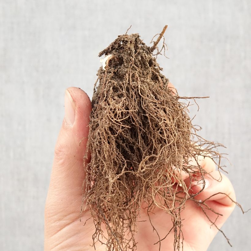 Rudbeckia triloba Prairie Glow Bare root sample as delivered in winter