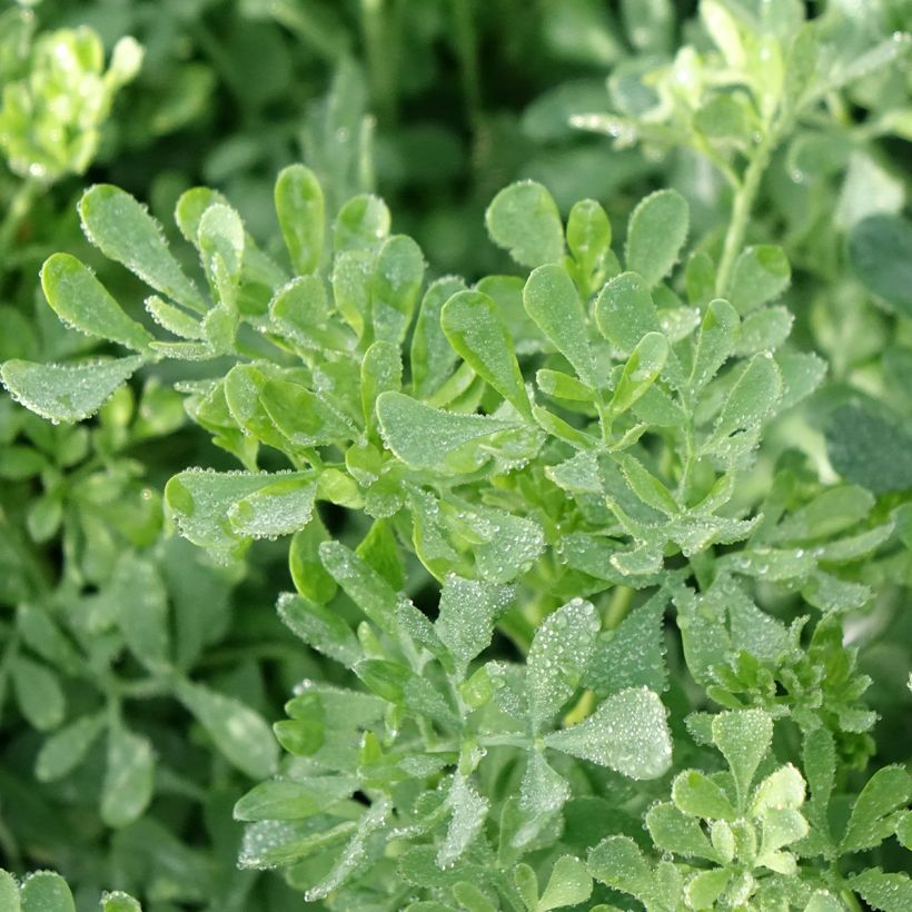 Ruta graveolens  (Foliage)
