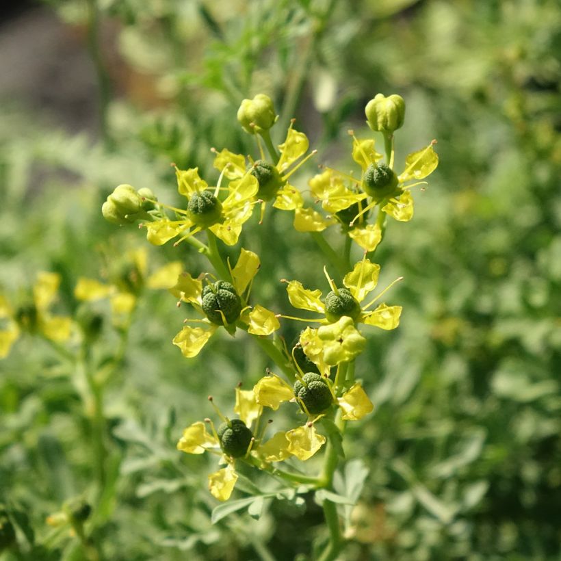 Ruta graveolens  (Flowering)