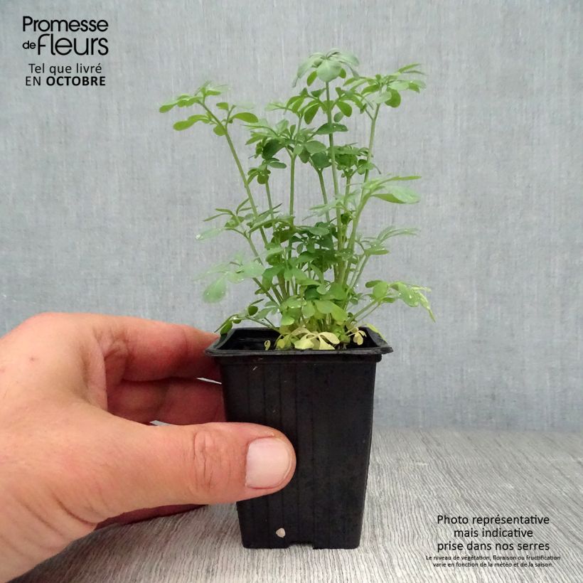 Ruta graveolens  7/8 cm pot sample as delivered in autumn
