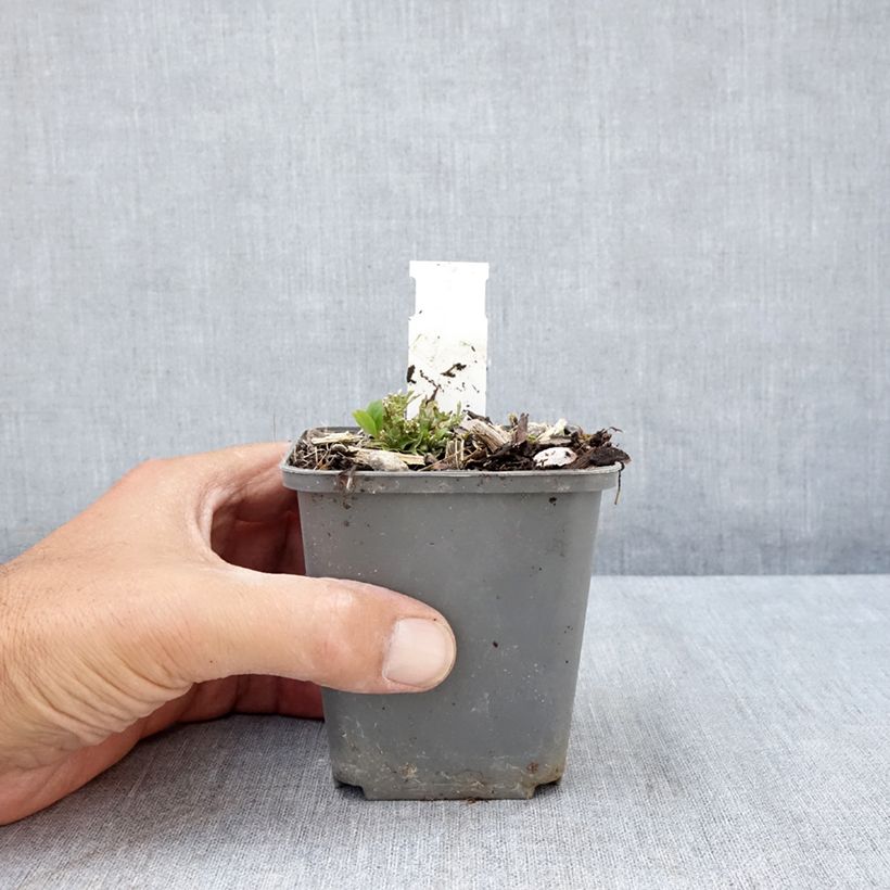 Ruellia humilis  8/9 cm pot sample as delivered in summer