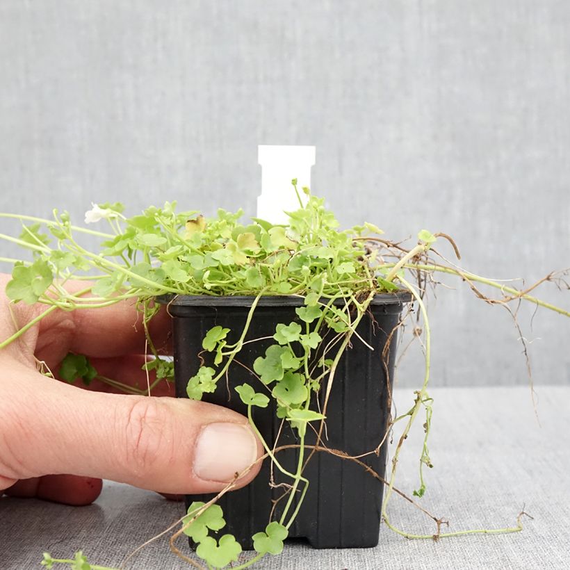 Cymbalaria muralis Alba - Ivy-leaved toadflax 8/9 cm pot sample as delivered in spring