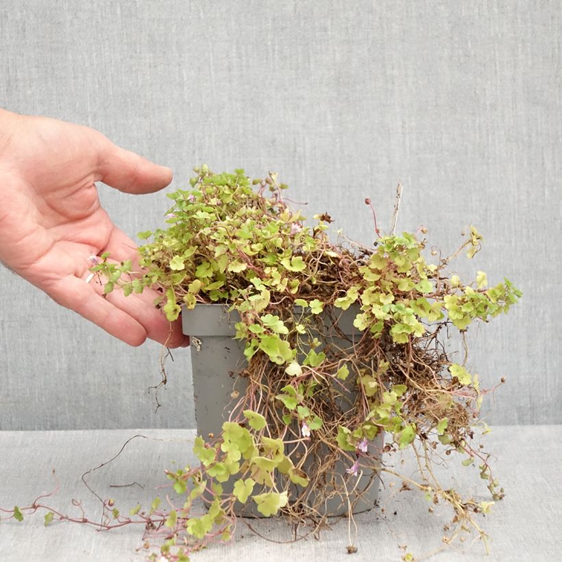 Cymbalaria muralis  2L/3L pot sample as delivered in summer