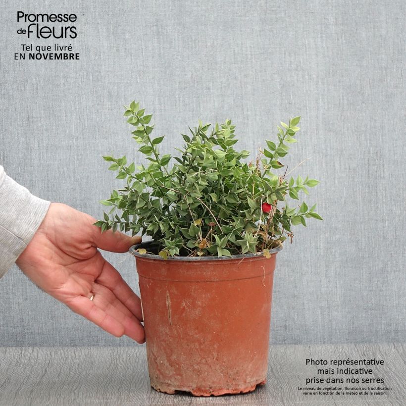 Ruscus aculeatus 2L/3L pot sample as delivered in autumn