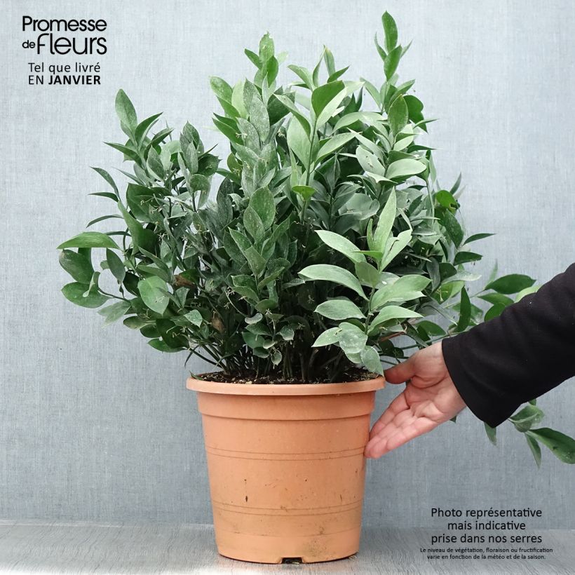 Ruscus hypoglossum 3L/4L pot sample as delivered in winter