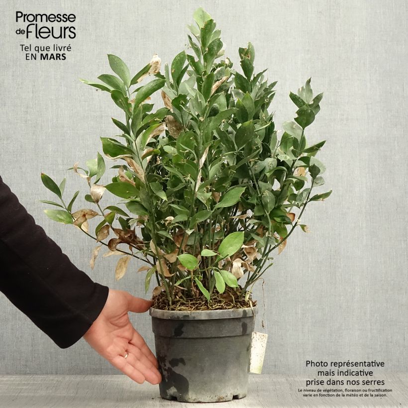 Ruscus hypoglossum 3L/4L pot sample as delivered in spring