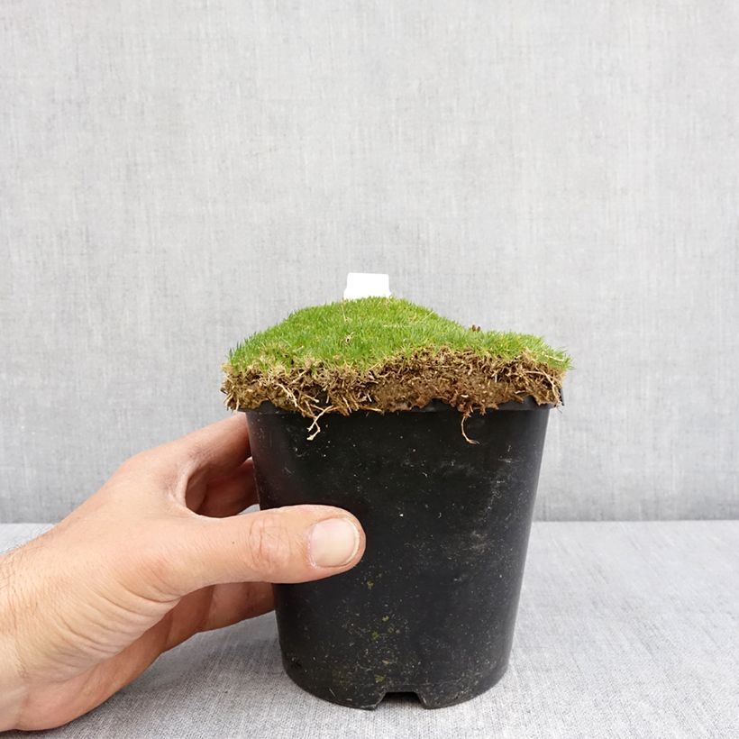 Sagina subulata Green Moss 1.5L/2L pot sample as delivered in spring
