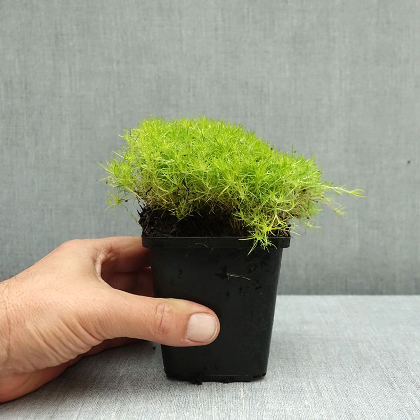 Sagina subulata Lime Moss 8/9 cm pot sample as delivered in autumn