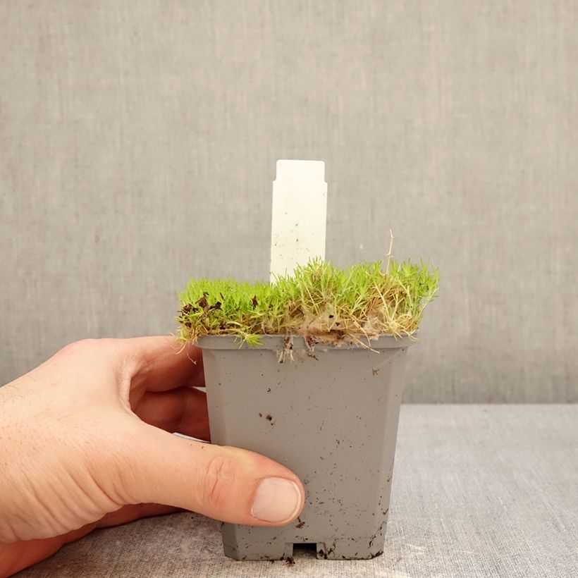 Sagina subulata Lime Moss 8/9 cm pot sample as delivered in winter