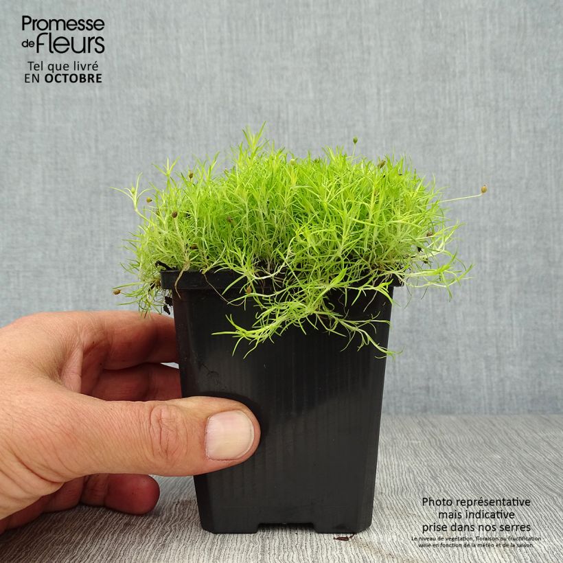 Sagina subulata 'Aurea' 8/9 cm pot sample as delivered in autumn
