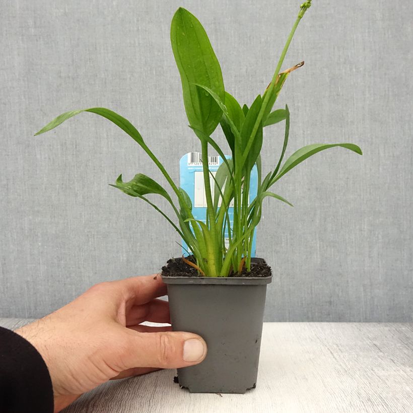 Sagittaria graminea 8/9 cm pot sample as delivered in spring