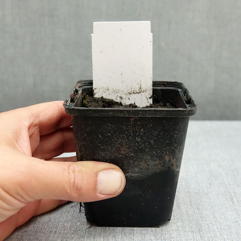 Sagittaria latifolia  8/9 cm pot sample as delivered in autumn