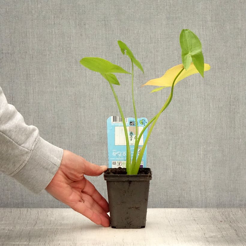 Sagittaria latifolia  8/9 cm pot sample as delivered in summer