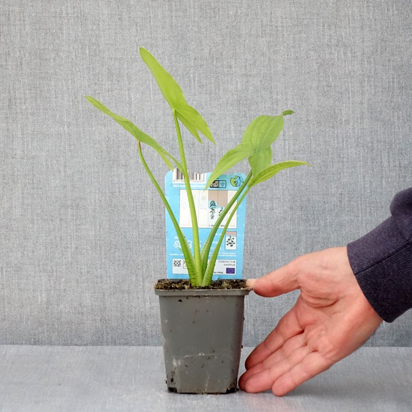 Sagittaria latifolia  8/9 cm pot sample as delivered in spring