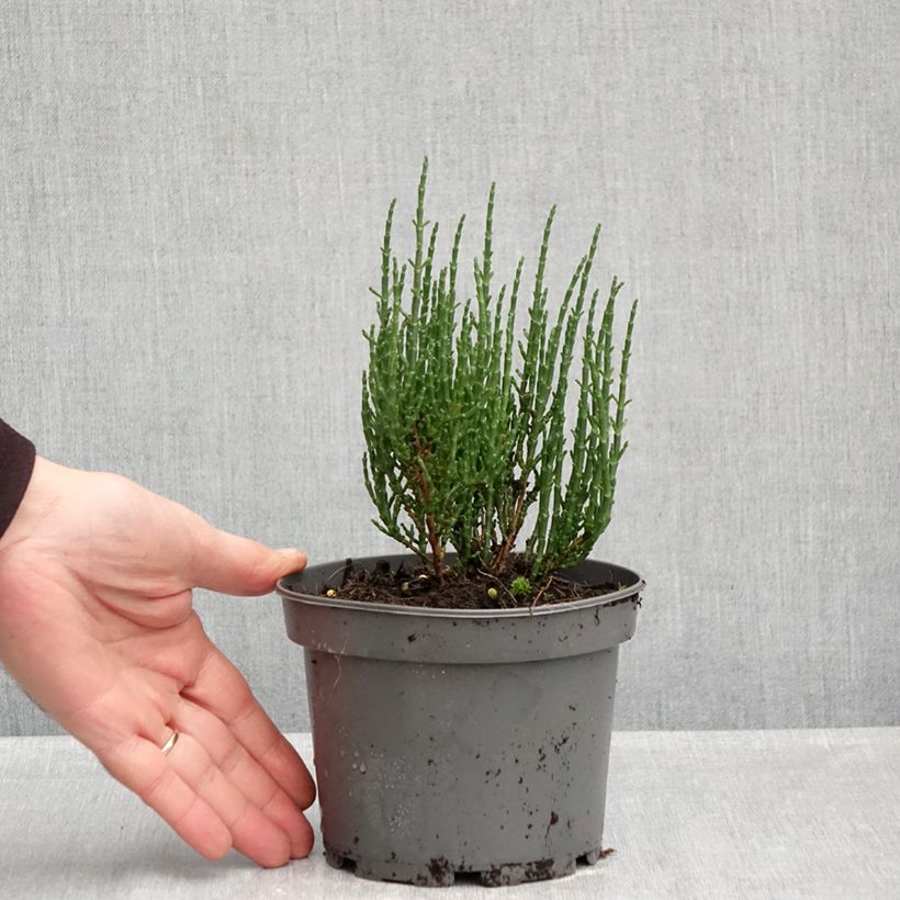 Salicornia europaea - European Glasswort, Sea Pickle 1.5L/2L pot sample as delivered in autumn