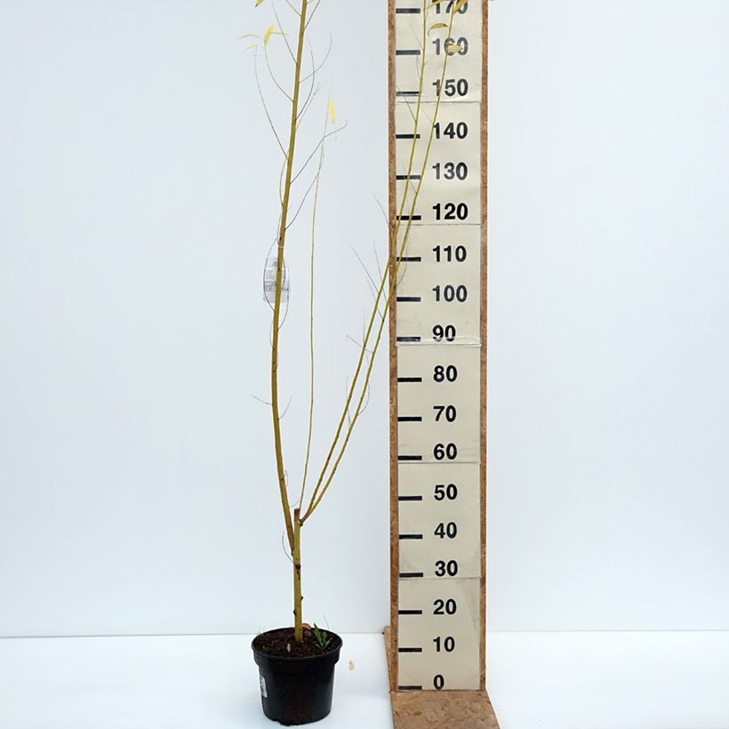 Salix alba Golden Ness - White Willow 4L/5L pot sample as delivered in autumn