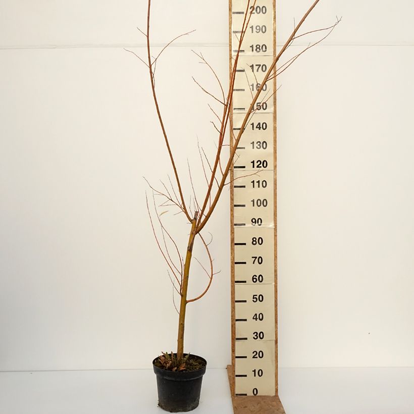 Salix alba Strachowo - White Willow 7.5L/10L pot sample as delivered in autumn