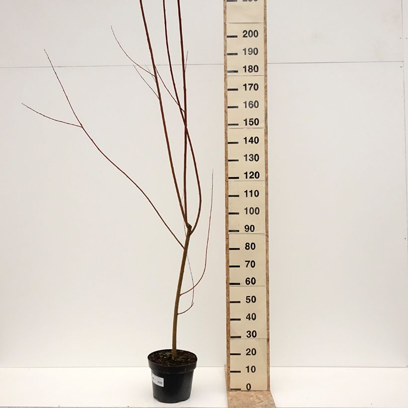 Salix alba Strachowo - White Willow 7.5L/10L pot sample as delivered in winter