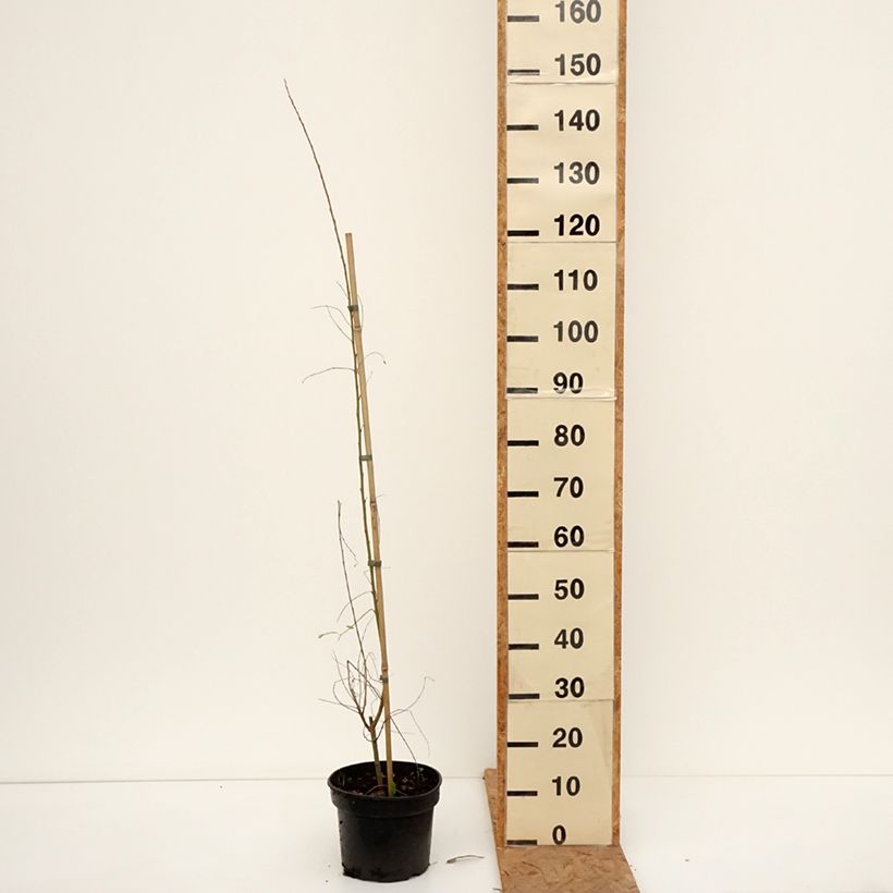 Salix aurita Büchelberg - Eared Willow 4L/5L pot sample as delivered in autumn