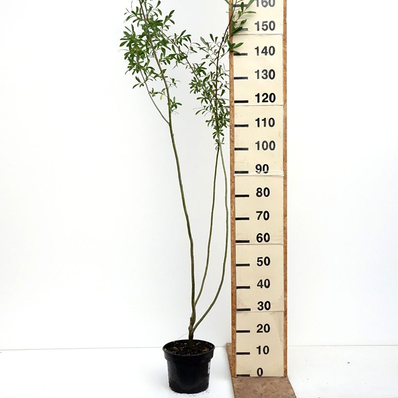 Salix aurita Büchelberg - Eared Willow 4L/5L pot sample as delivered in spring