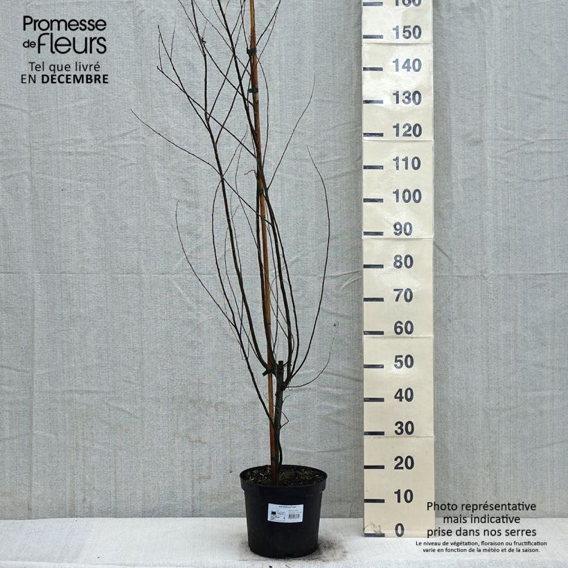 Salix babylonica Crispa - Weeping Willow 7.5L/10L pot sample as delivered in winter