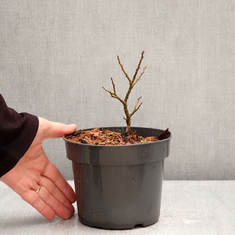 Salix Boydii - Willow 2L/3L pot sample as delivered in winter