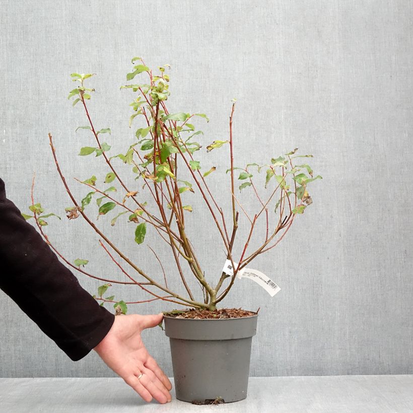 Salix caprea Gold-Bienenkätzchen - Great Sallow 3L/4L pot sample as delivered in autumn