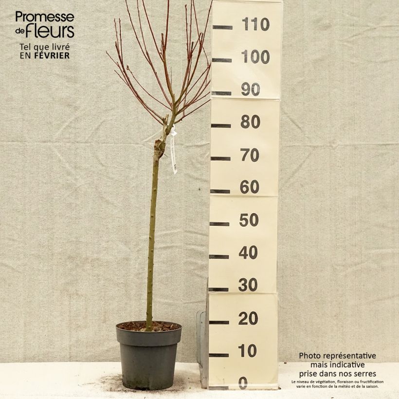 Salix caprea Gold-Bienenkätzchen - Great Sallow 3L/4L pot sample as delivered in winter