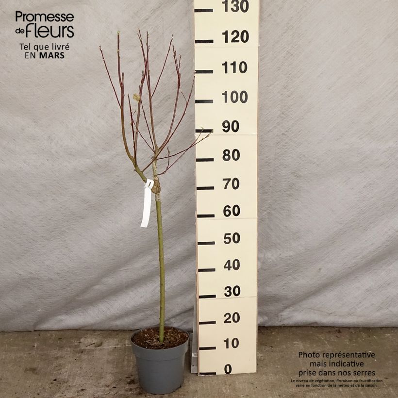 Salix caprea Gold-Bienenkätzchen - Great Sallow 3L/4L pot sample as delivered in spring