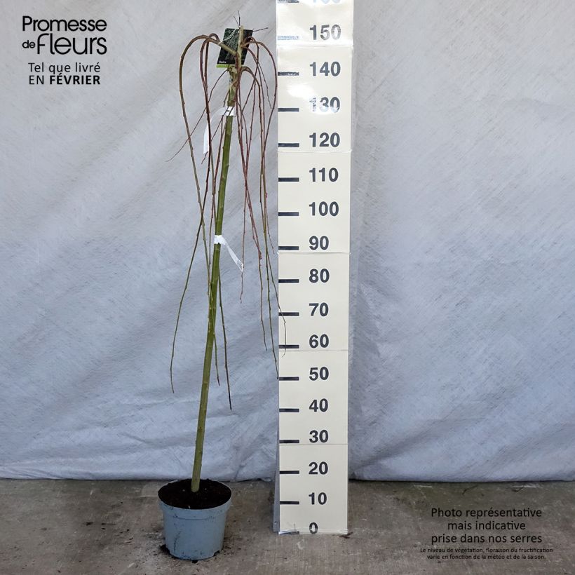 Salix caprea Kilmarnock - Great Sallow 4L/5L pot sample as delivered in winter