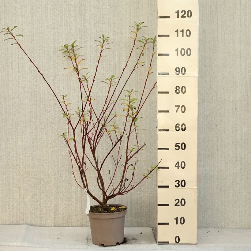 Salix gracilistyla Mount Aso - Black Willow 4L/5L pot sample as delivered in autumn