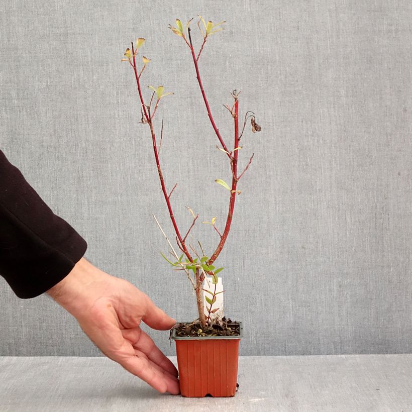 Salix gracilistyla Mount Aso - Black Willow 8/9 cm pot sample as delivered in autumn