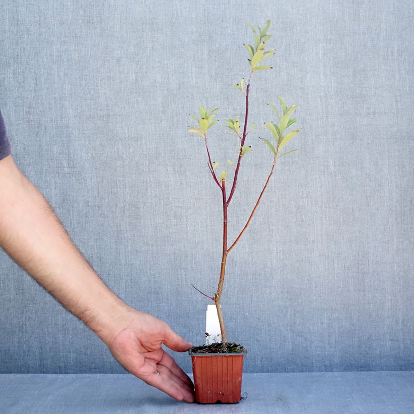 Salix gracilistyla Mount Aso - Black Willow 8/9 cm pot sample as delivered in summer