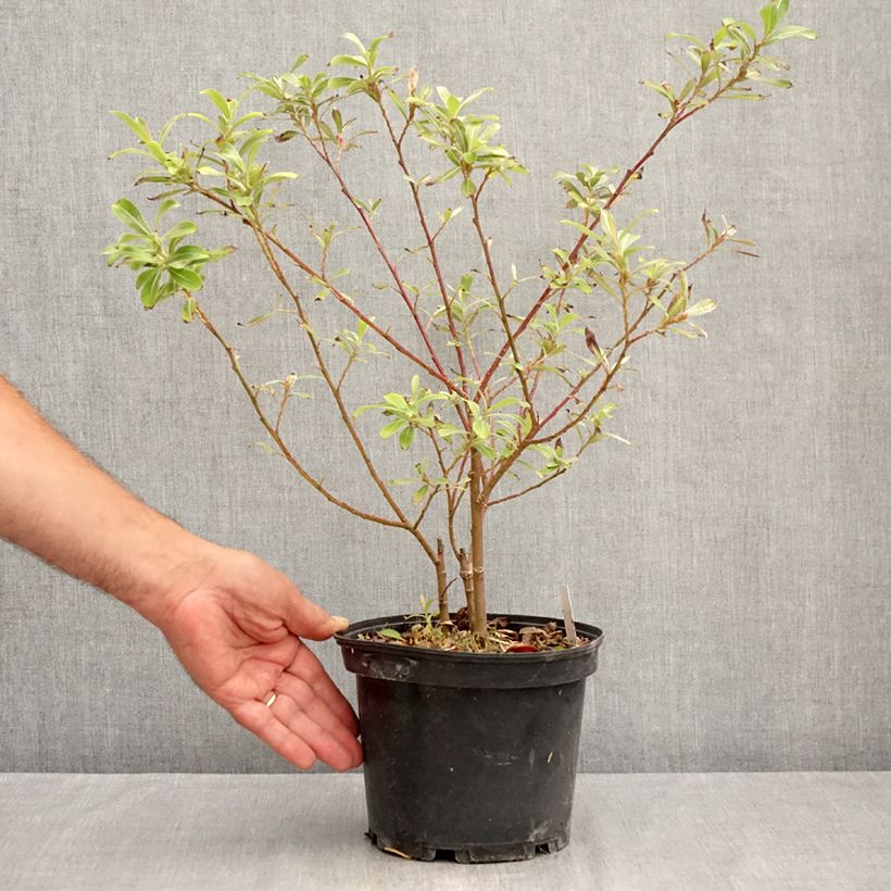 Salix gracilistyla Mount Aso - Black Willow 2L/3L pot sample as delivered in summer