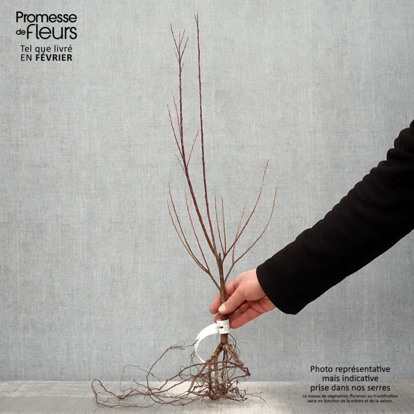 Salix elaeagnos subsp. angustifolia Bare root sample as delivered in winter