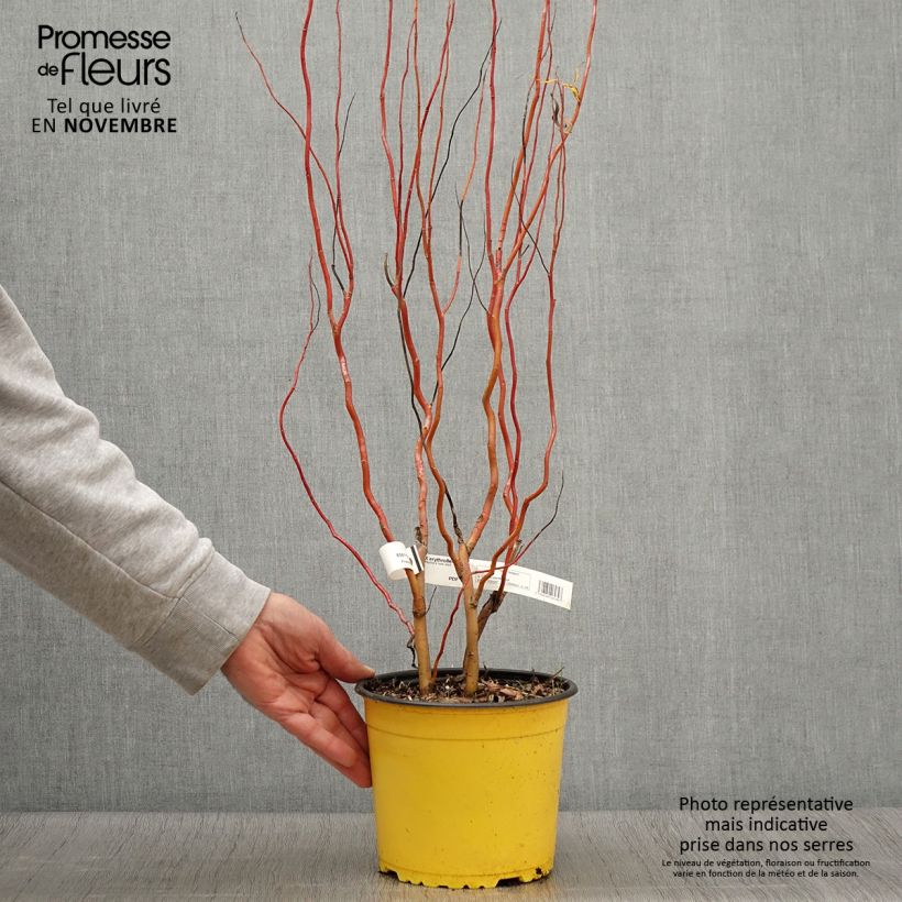 Salix x erythroflexuosa - Willow 3L/4L pot sample as delivered in autumn