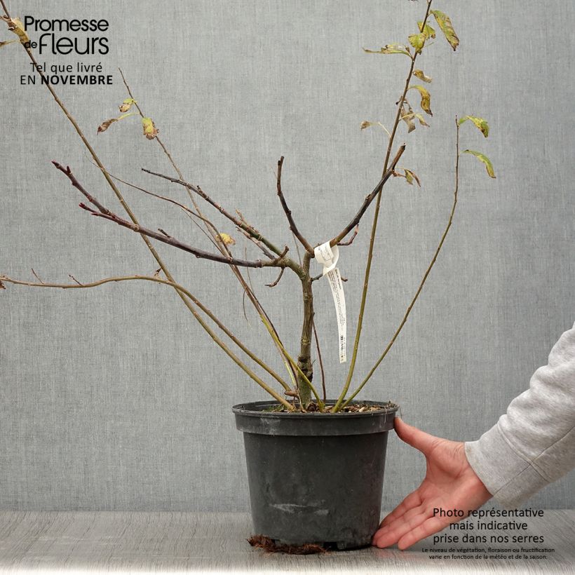 Salix fargesii - Farges Willow 4L/5L pot sample as delivered in autumn