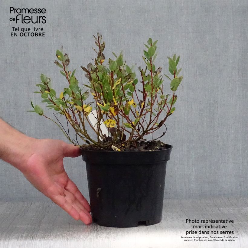 Salix hastata Wehrhahnii - Willow 2L/3L pot sample as delivered in autumn